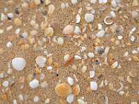 27f shells and sand 2690